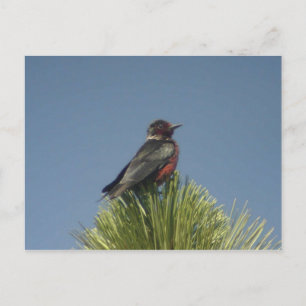 Lewis' Woodpecker Postcard Postkarte