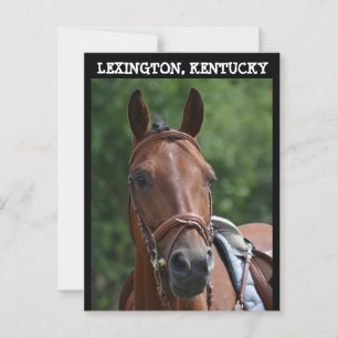 LEXINGTON KENTUCKY RACE HORSE Postkarte