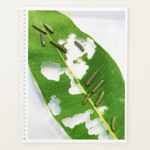 LG Plananner Tiny Monarch Raupen Planer