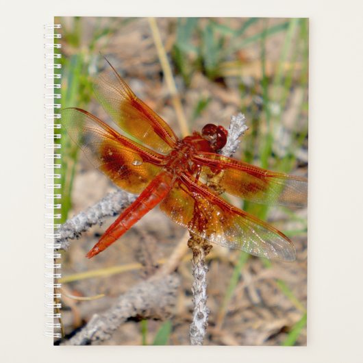 Lg Planner Orange Dragonfly Planer (Vorderseite)