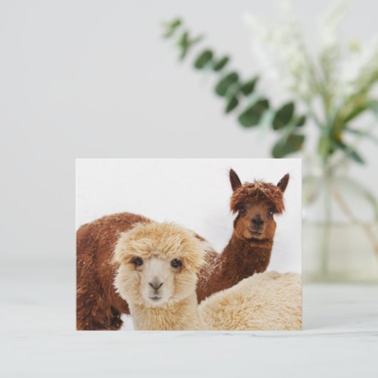 Lhamas Postkarte (Stehend Vorderseite)