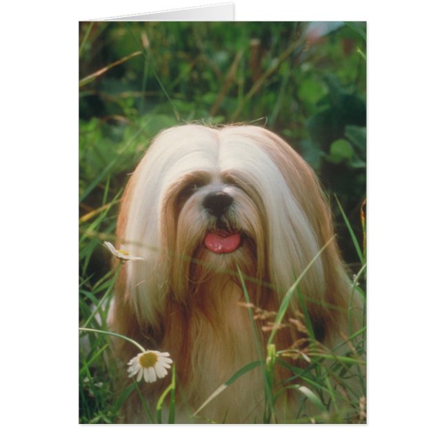 Lhasa Apso (Vorne)