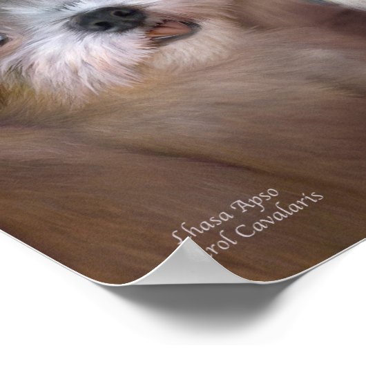 Lhasa Apso Art Poster/Print Poster (Ecke)