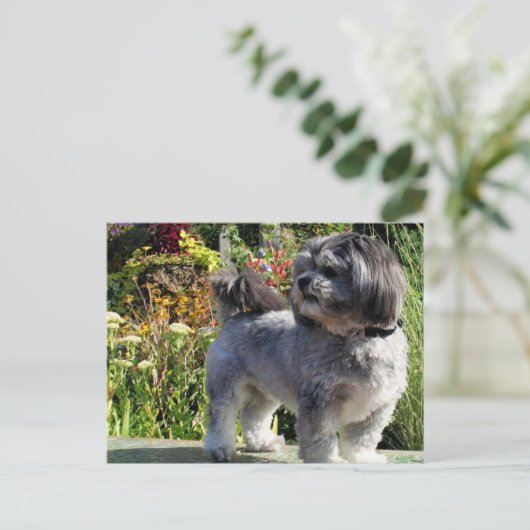 Lhasa Apso Bailey 1 Postkarte (Stehend Vorderseite)