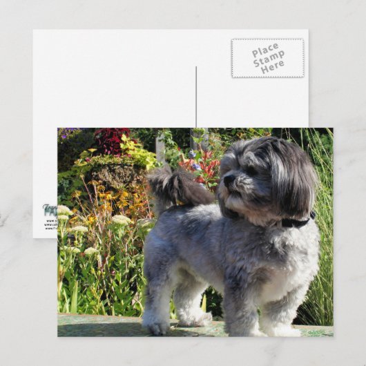 Lhasa Apso Bailey 1 Postkarte (Vorne/Hinten)
