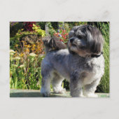 Lhasa Apso Bailey 1 Postkarte (Vorderseite)