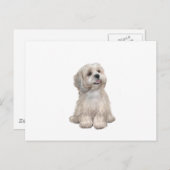 Lhasa Apso (C) - Leichtgold Postkarte (Vorne/Hinten)
