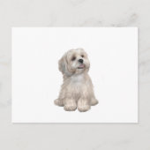Lhasa Apso (C) - Leichtgold Postkarte (Vorderseite)