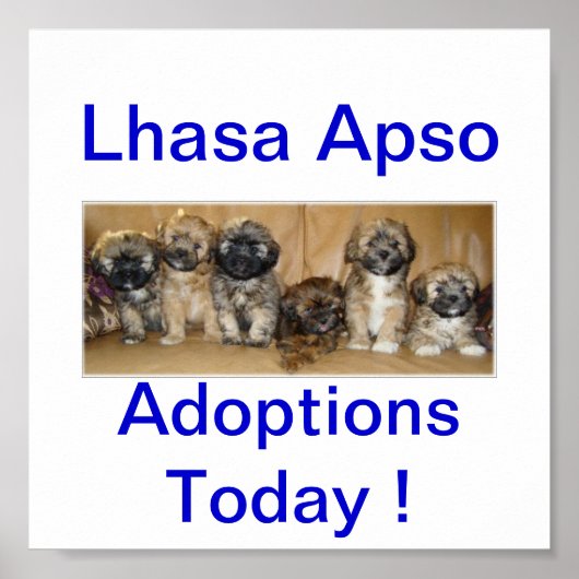 Lhasa Apso Dog Adoptionen Heute Zeichen Poster (Vorne)