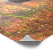 Lhasa Apso Dog HIGH SCHWANZ ZUHAUSE Poster (Ecke)