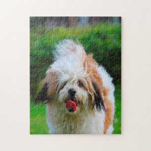 Lhasa Apso Hund Breed. Puzzle