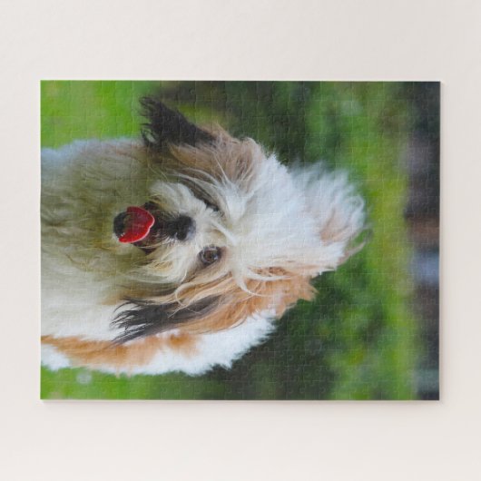 Lhasa Apso Hund Breed. Puzzle (Horizontal)