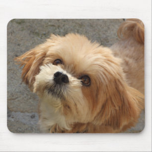 Lhasa Apso Hund im Garten Mousepad
