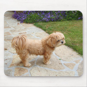 Lhasa Apso Hund im Garten Mousepad