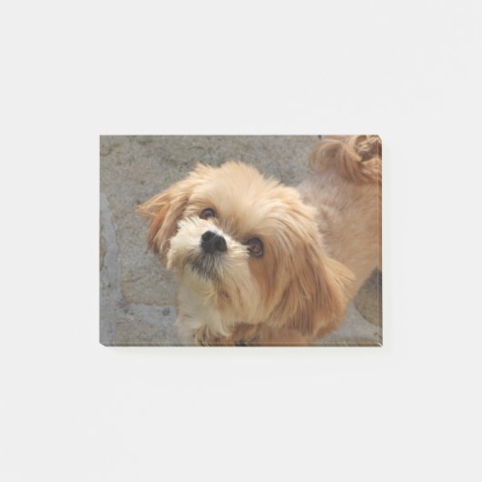Lhasa Apso Hund im Garten Post-it Klebezettel (Vorderseite)