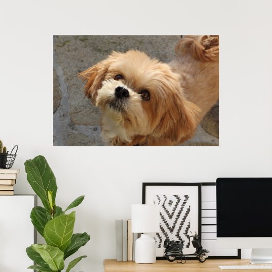 Lhasa Apso Hund im Garten Poster (Heimbüro)