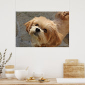 Lhasa Apso Hund im Garten Poster (Küche)