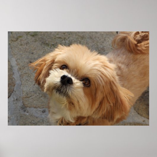 Lhasa Apso Hund im Garten Poster (Vorne)
