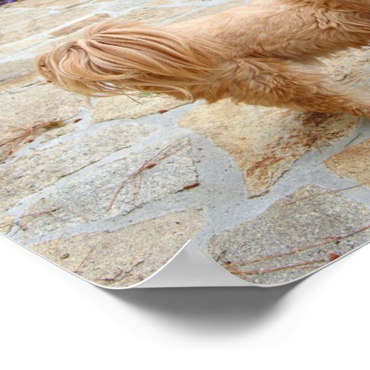 Lhasa Apso Hund im Garten Poster (Ecke)