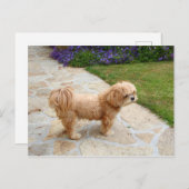 Lhasa Apso Hund im Garten Postkarte (Vorne/Hinten)