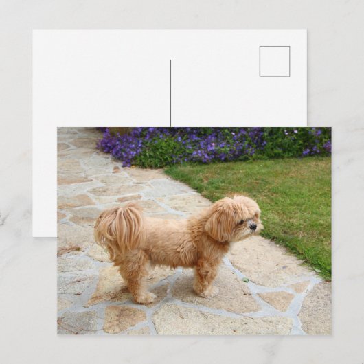 Lhasa Apso Hund im Garten Postkarte (Vorne/Hinten)