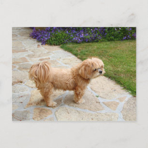 Lhasa Apso Hund im Garten Postkarte