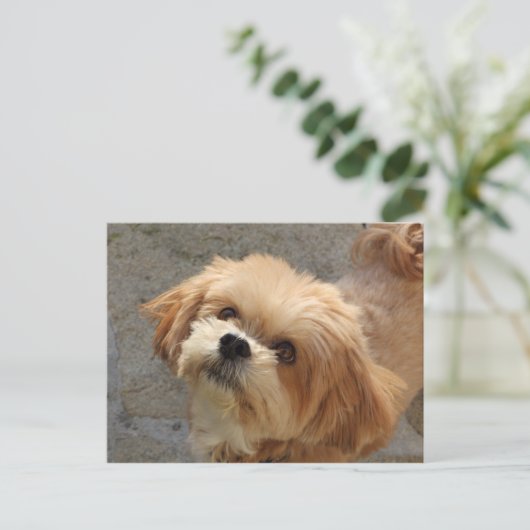Lhasa Apso Hund im Garten Postkarte (Stehend Vorderseite)