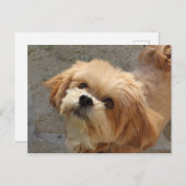 Lhasa Apso Hund im Garten Postkarte (Vorne/Hinten)