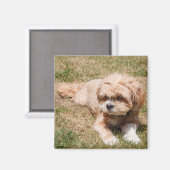 Lhasa Apso Hund Magnet (Vorderseite/Rückseite)