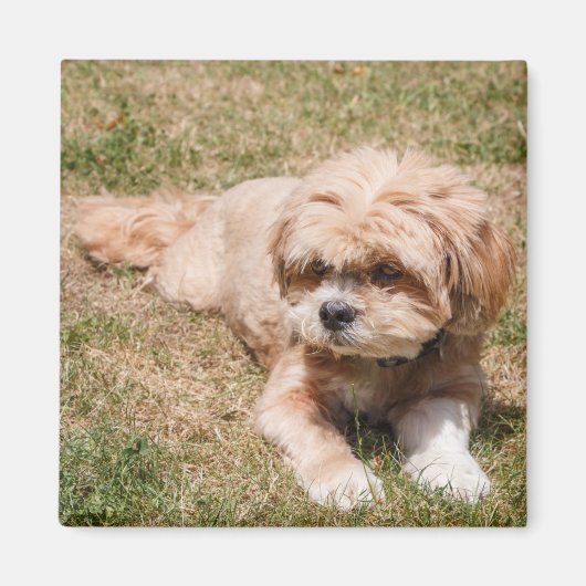 Lhasa Apso Hund Magnet (Vorne)