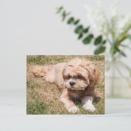 Lhasa Apso Hund Postkarte (Stehend Vorderseite)