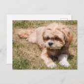 Lhasa Apso Hund Postkarte (Vorne/Hinten)