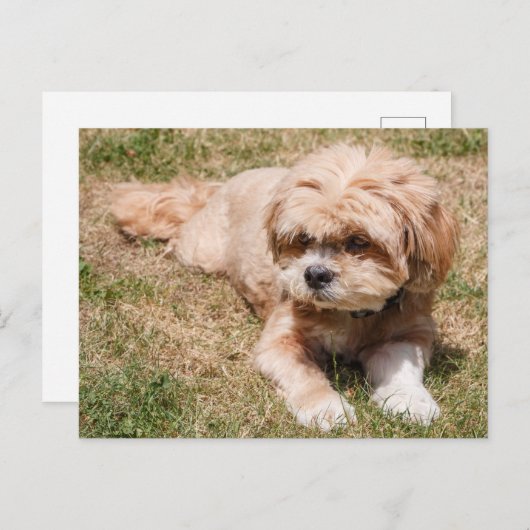 Lhasa Apso Hund Postkarte (Vorne/Hinten)