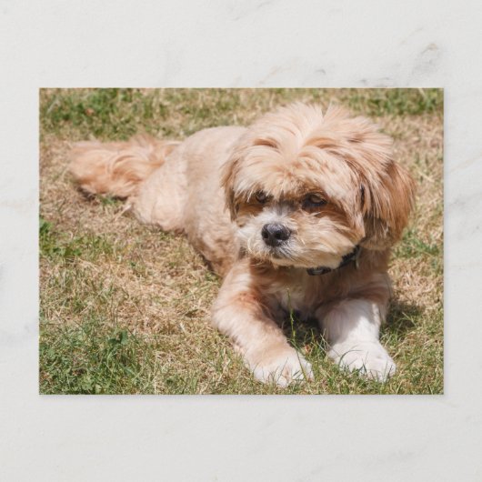 Lhasa Apso Hund Postkarte (Vorderseite)