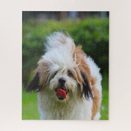 Lhasa-Apso-Hund. Puzzle (Vertikal)