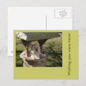 Lhasa Apso in einem Brunnen Postkarte (Vorne/Hinten)
