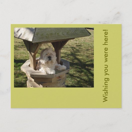 Lhasa Apso in einem Brunnen Postkarte (Vorderseite)
