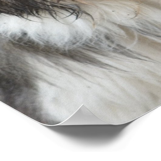 Lhasa Apso Poster (Ecke)