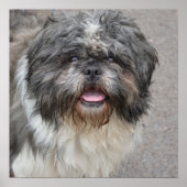 Lhasa Apso Poster (Vorne)
