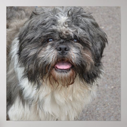 Lhasa Apso Poster (Vorne)