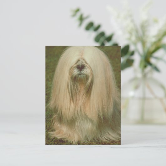Lhasa Apso Postkarte (Stehend Vorderseite)