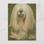 Lhasa Apso Postkarte (Vorderseite)