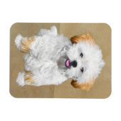 Lhasa Apso Puppy Painting - Niedliche Original Dog Magnet (Horizontal)