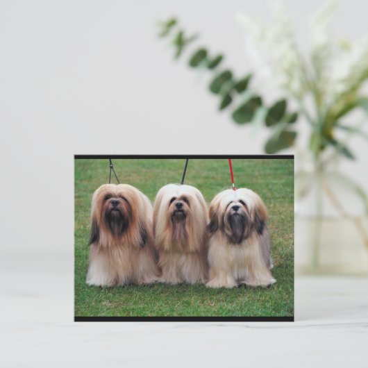 Lhasa Apso Trio Postkarte (Stehend Vorderseite)
