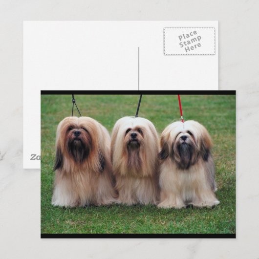 Lhasa Apso Trio Postkarte (Vorne/Hinten)