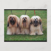 Lhasa Apso Trio Postkarte (Vorderseite)