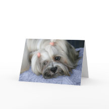 Lhasa Apso Vermisst You Card
