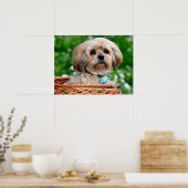 Lhasa Apso Welpen Hund in einem Korb Poster (Küche)