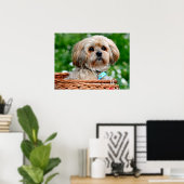 Lhasa Apso Welpen Hund in einem Korb Poster (Heimbüro)