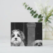 Lhaso Apso x Yorkie und ein Poodle x Shitzu Postkarte (Stehend Vorderseite)